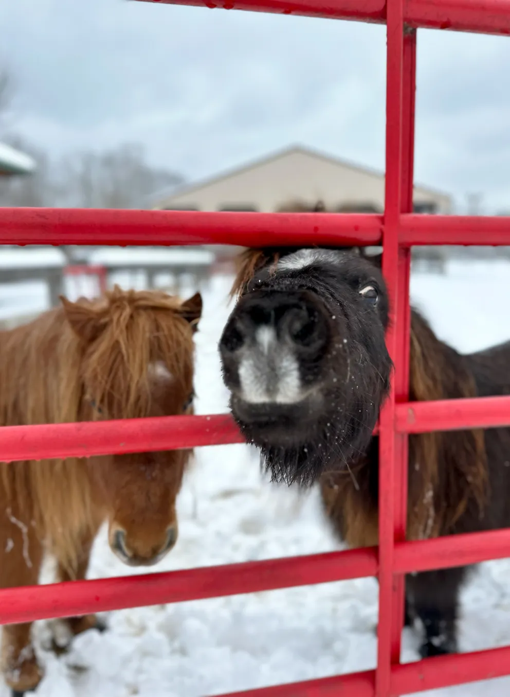 YMCA Trout Lodge Trinagle Y Ranch pony sticks it nose through a red fence with Winter snow covering it's nose.