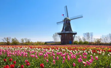 holland michigan tulips